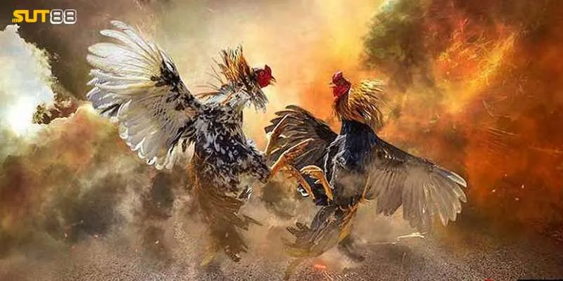 Đá gà mang đến những trận chiến kịch tính Đá gà mang đến những trận chiến kịch tính